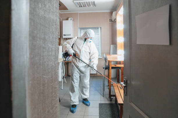 Reliable Central City, IL Mold Removal Solutions