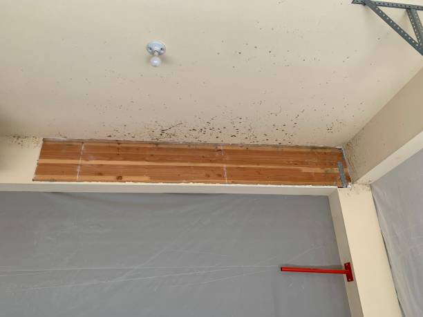  Central City, IL Mold Removal Pros