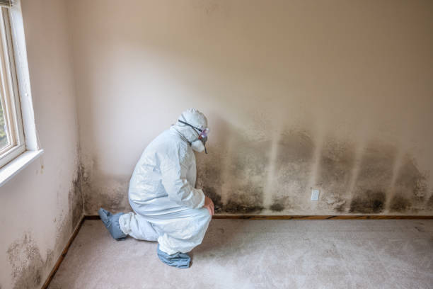 Best Attic Mold Removal  in Central City, IL