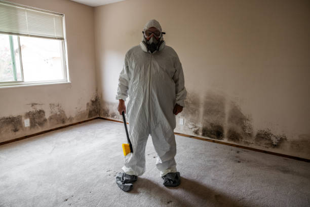 Best Black Mold Removal  in Central City, IL